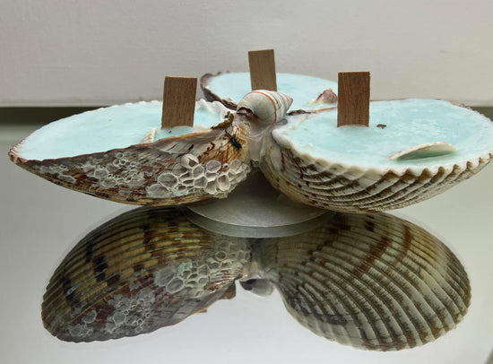 Florida Ocean Breeze Cockle Shells Custom Made Candles Trio